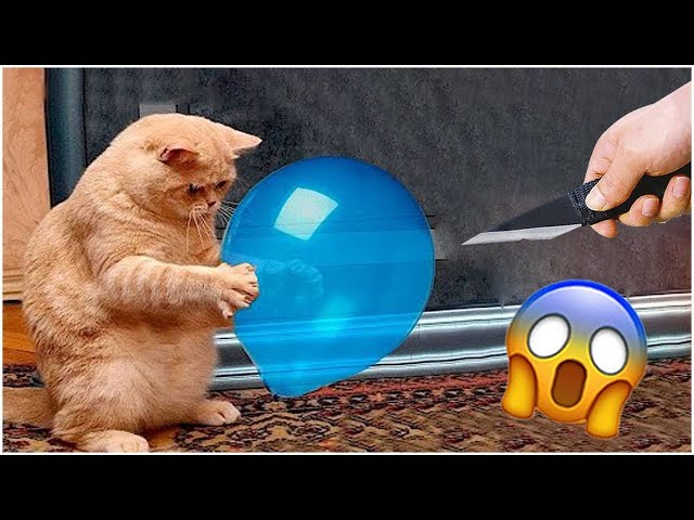 Funniest Cat And Dog Video 2024 😹🐶- Try Not To Laugh #3