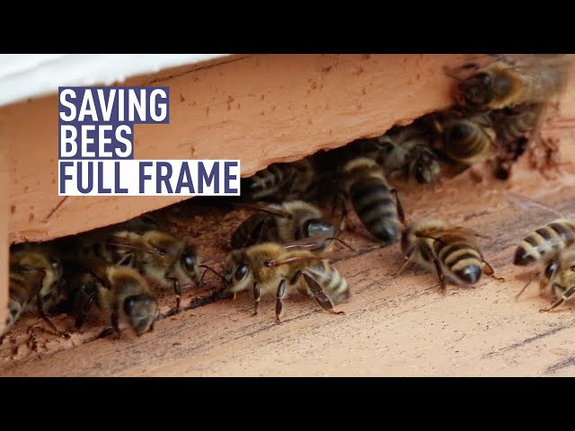 Can bees save us from a food crisis?