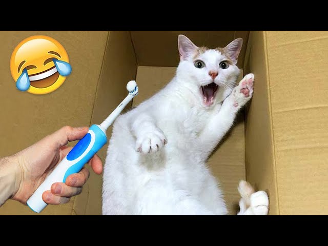 Funniest Animals 2023 - Funny Cats and Dogs - Funny Animal Videos #23