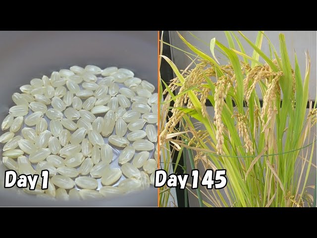 How to grow rice from store-bought brown rice