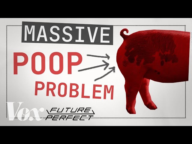 Hog farming has a massive poop problem