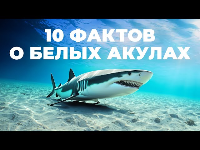 8 фактов и 2 заблуждения о белых акулах [Veritasium]
