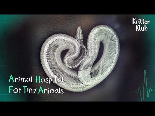 Today's Patient: Ball Python l Animal Hospital For Tiny Animals Ep 7