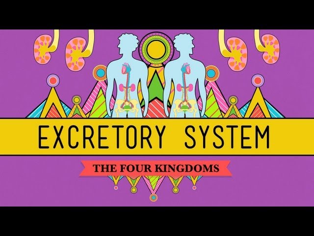 The Excretory System: From Your Heart to the Toilet -  CrashCourse Biology #29