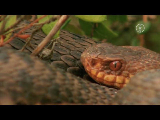FWU - Einheimische Reptilien - Trailer