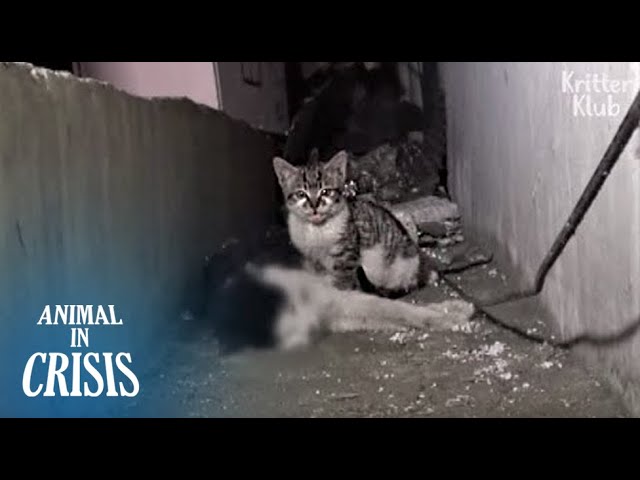 Kitten Can't Let Go Of His Dead Father, Kneading Him Until He Wakes Up (Part 1) | Animal in Crisis