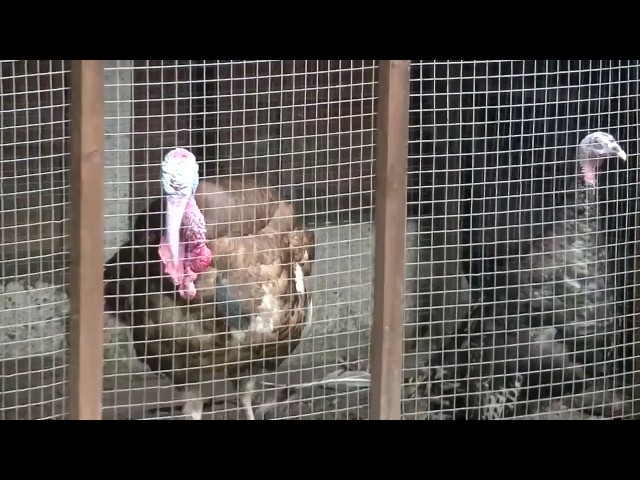 Turkey and guinea fowl rescue Manchester 2014