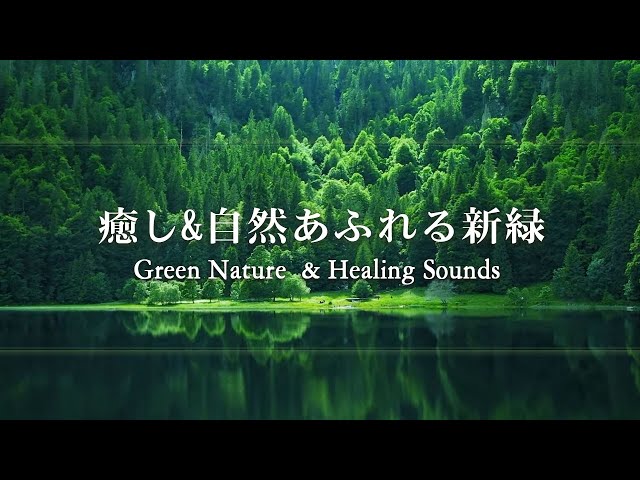 [Healing] Amazing Green Nature Scenery & Relaxing Music for Stress Relief. Water Sounds, Birdsong