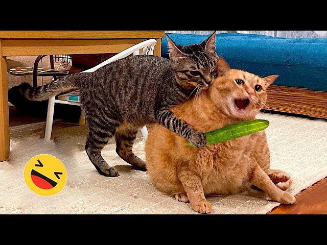 New Funny Animals 😅 Funniest Dogs And Cats Videos 2023🐶😺 #6
