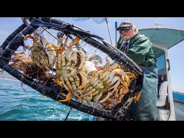 Amazing Catching Big Crabs In The Sea With Traps - Easiest Way To Catch Tons Of Crabs