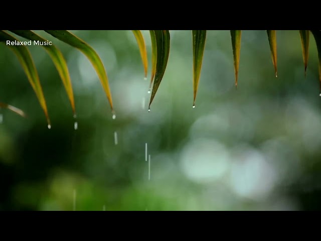 Relaxing Music & Soothing Rain Sounds  Relaxing Piano Music, Lullaby, Therapy 123