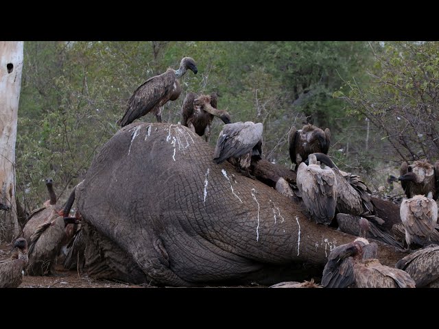 Do Vultures Hunt? | Did You Know Thursday #13