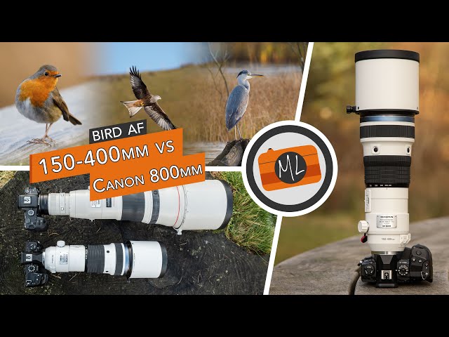 Olympus 150-400mm Pro Review (vs Canon 800mm) + Bird Detection AF Review