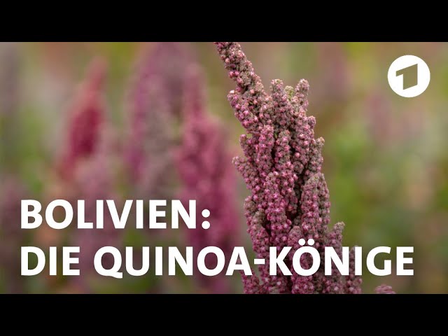 Superfood Quinoa: Bauern in Bolivien fürchten um ihre Existenz | Weltspiegel-Reportage