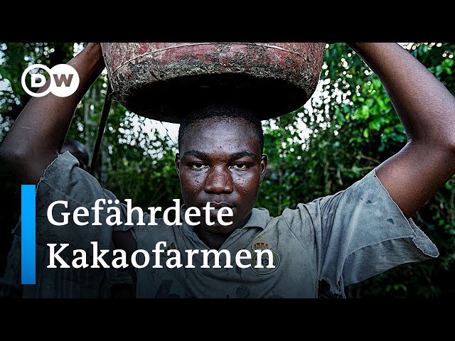 Ghana: Effizienz und Nachhaltigkeit im Kakaoanbau | Global Ideas