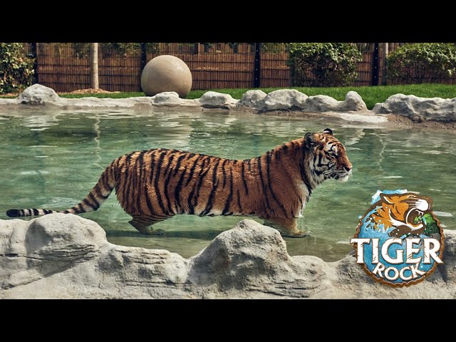 Land of the Tiger at Chessington World of Adventures Resort prepares to open