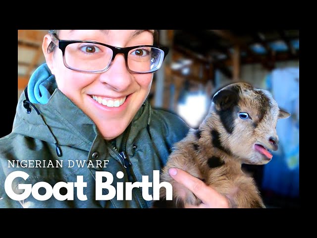 THE Most Gorgeous Kids We've Had Born Yet!! | Nigerian Dwarf Goat Birth