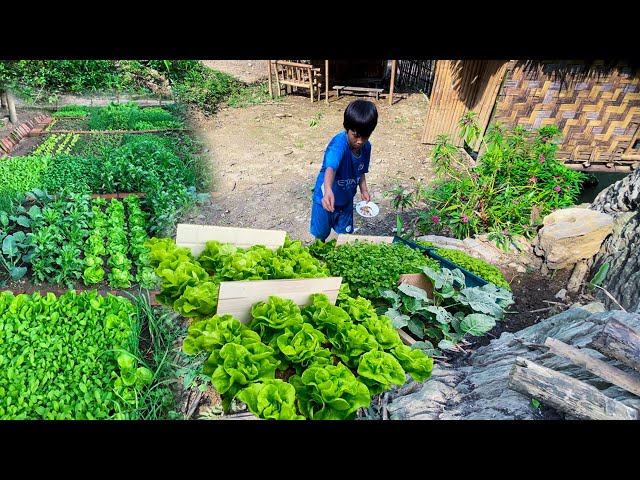 Orphan Boy - Gardening, Eating Cassava, Fishing, Cooking Alone #survival #boy #farming #diy #build