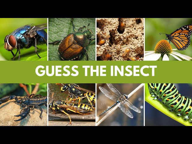 Guess The Insect Quiz | Guess 25 Insect