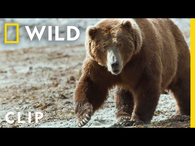 Bears Fight Over Whale Carcass | Queens