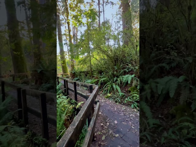 Peaceful Boardwalk Stroll in Forest