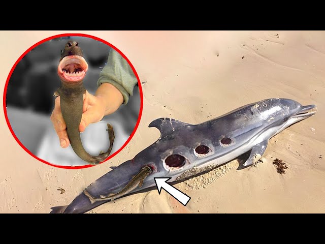 This Killer Fish Is Way More Deadly Than It Looks