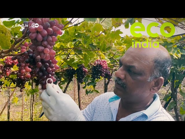 Eco India: How can farmers take the guesswork out of farming using technology?