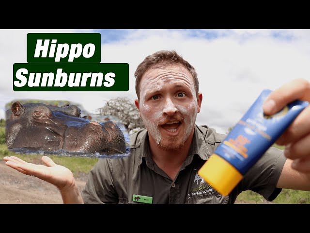 Are Hippos Sensitive To The Sun?  | Did You Know Thursday S2-E02