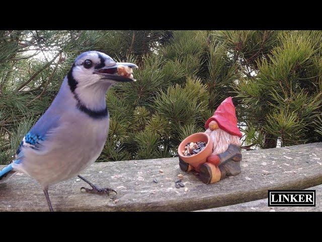 Gnome makes Friends and Feeds Animals in the Forest -Caught on Trail Camera