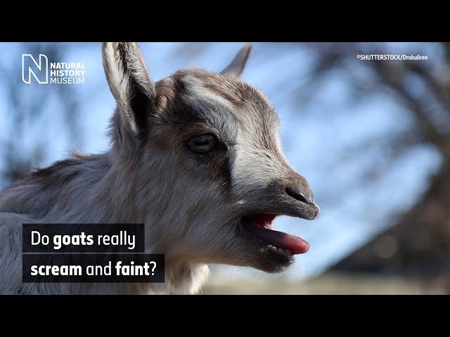 Do goats really scream and faint? | Natural History Museum