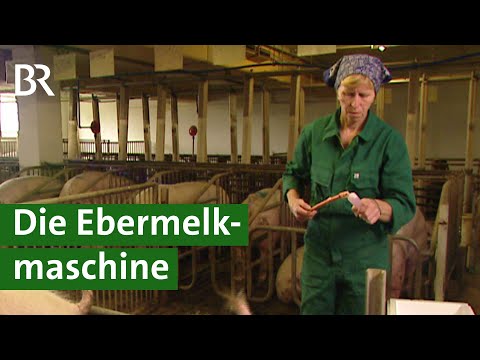Schweinezucht und Besamung: Unikat zum Absamen für Eber | Schweine Doku | Unser Land | BR