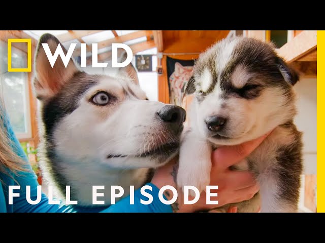 Pups in the Oven (Full Episode) | Dr. Oakley, Yukon Vet