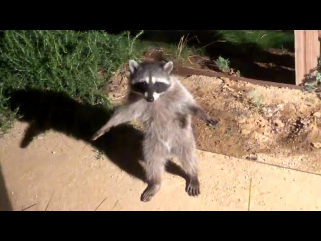 Raccoon Caught In The Act