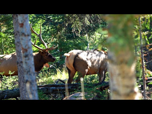 Huge Bull Elk Courting and Bugling in the Forest During Rut