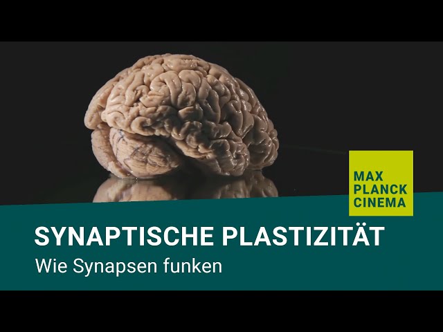 Synaptische Plastizität - wie Synapsen funken