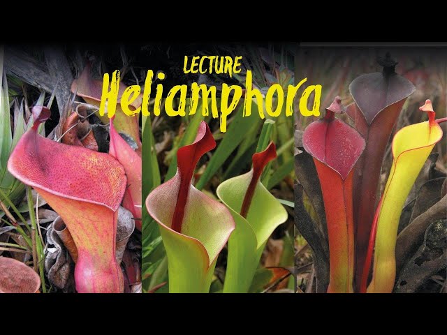 Heliamphora - the marsh pitcher plants - of the tepui mountains (lecture by Stewart McPherson)