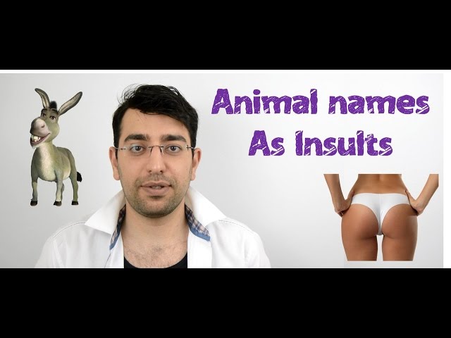 Animal names as insulting words in English