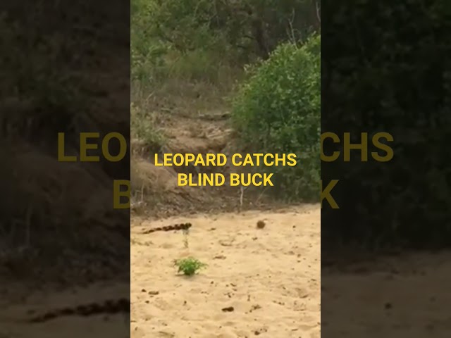 Leopard Catchs Blind BUCK #intersting #leopard #buck #catch #shorts