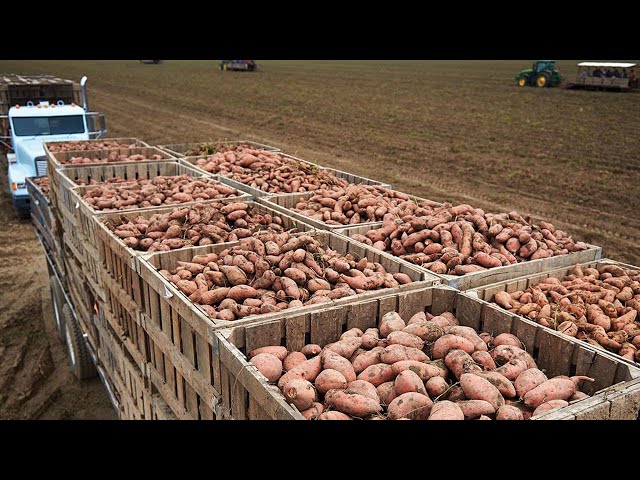 How Does America Produce 3,7 Million Pounds Of Sweet Potatoes - American Farming