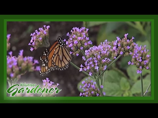 Butterfly and Hummingbird attractor plants | Volunteer Gardener
