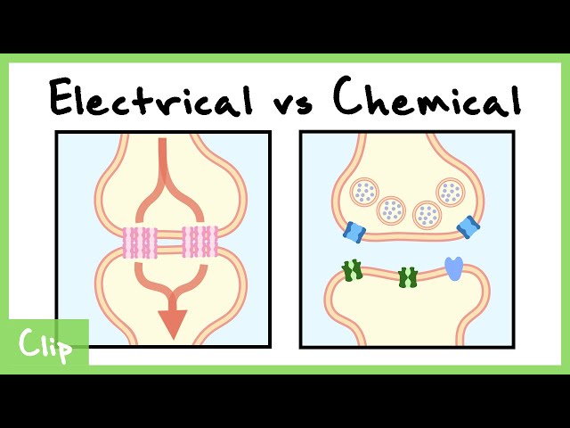 Electrical vs Chemical Synapse Explained (Gap Junctions) | Clip