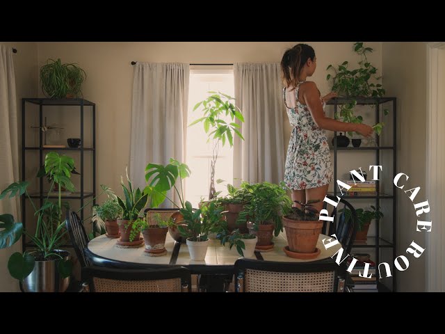 my plant care routine 🪴 healthy houseplant tips & basics