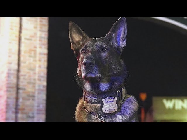 Summerville PD mourns passing of K9 Chaos