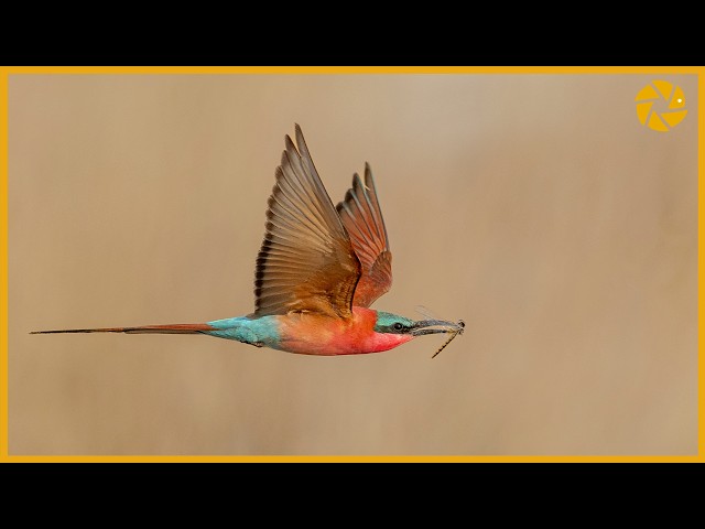 Carmine Bee Eaters | Bird Photography Tips And Tricks