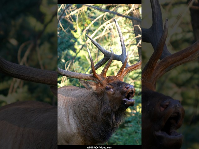 Dominant Bulls Threaten Each Other During the Elk Rut