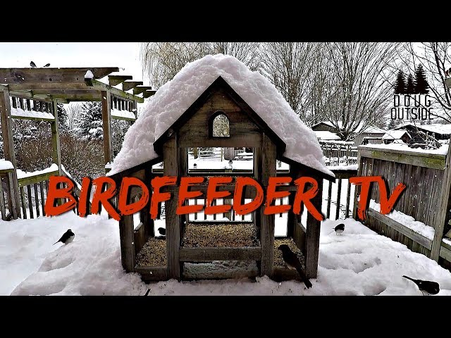 Birdfeeder TV  (Canada)