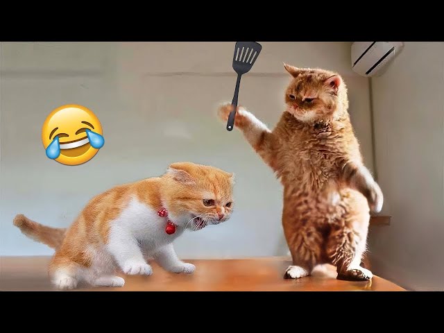 Funniest Animals 🤣 New Funny Cats and Dogs Videos 😹🐶 Part 22