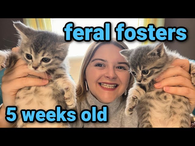 Fostering FERAL Kittens for the First Time! Socializing & Weaning at 5 Weeks Old
