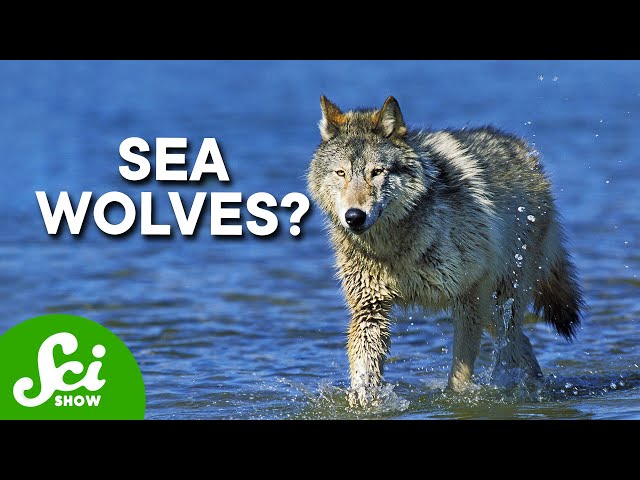 Wolves Have Taken Over a Marine Ecosystem