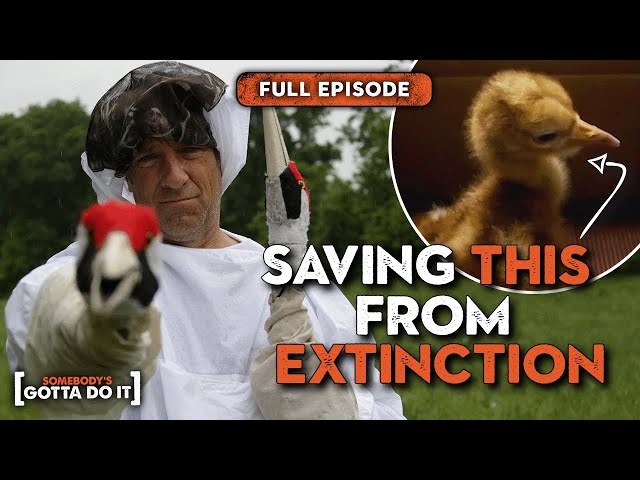 Mike Rowe Uses PUPPETS to Save Nearly EXTINCT Whooping Crane | FULL EPISODE | Somebody's Gotta Do It